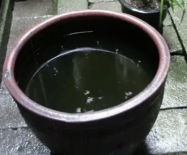 皇冠信用网账号注册_家里的这几个地方皇冠信用网账号注册，正悄悄“养”出花斑蚊！快自查→