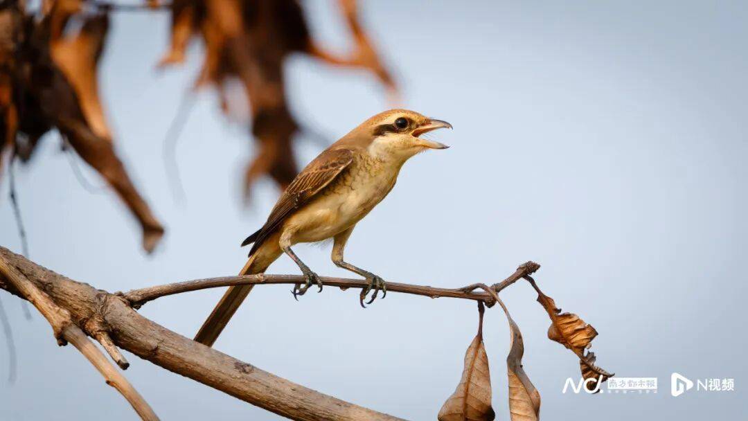 皇冠信用盘最新地址_东莞最新发布：将严厉打击这些行为皇冠信用盘最新地址！