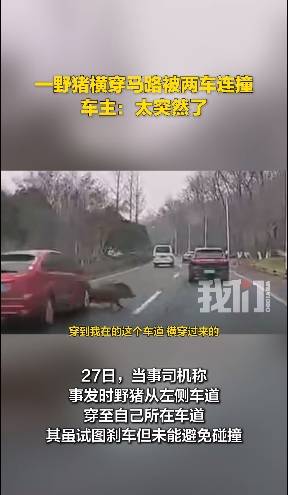皇冠信用网开户_南京一头野猪横穿马路被两车连撞皇冠信用网开户,车主称“太突然了”