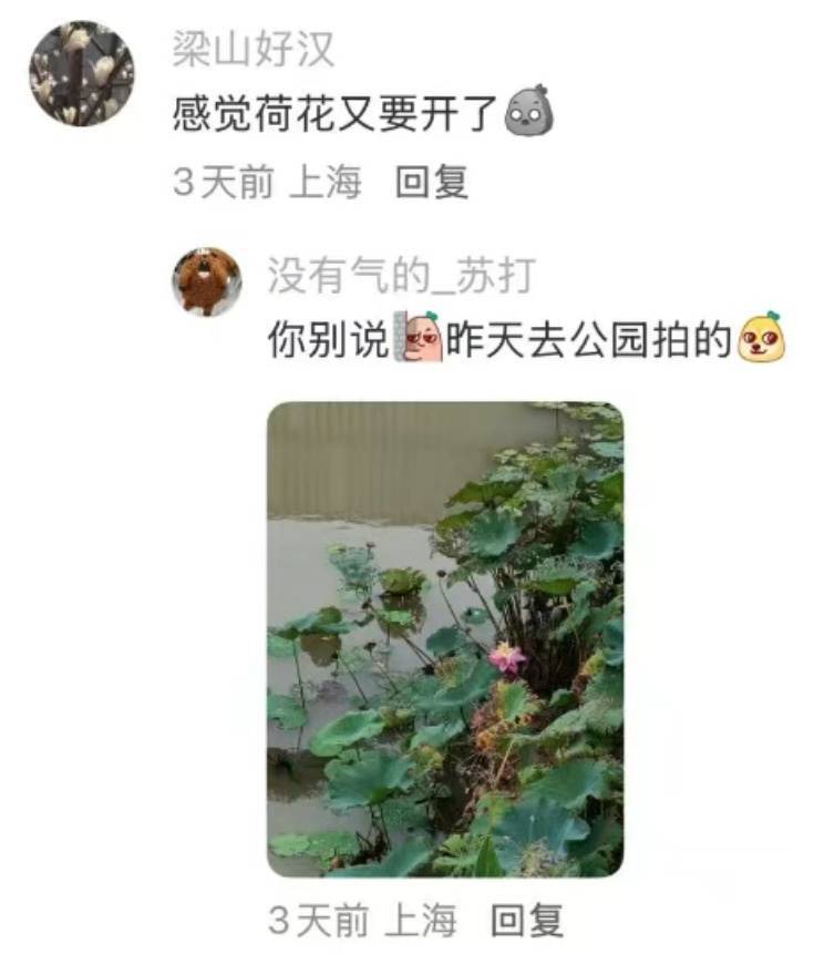 nba赛程表_上海：节后气温将冲高至33℃！今夏已长达150天nba赛程表，玉兰蔷薇樱花荷花全开了……